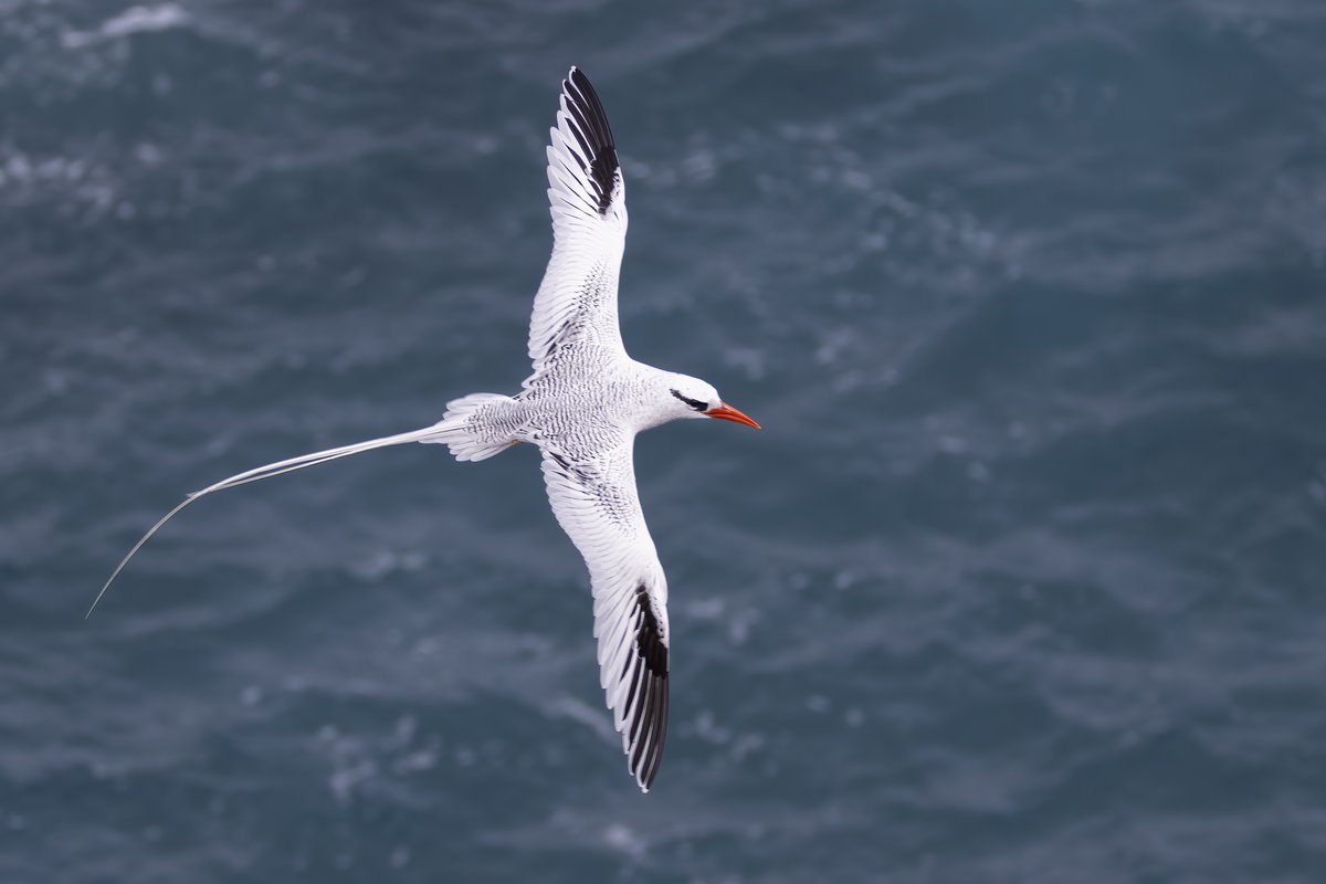 Rabijunco Etéreo

instagram.com/delfingonfer/
El rabijunco etéreo vive en las zonas tropicales del océano Atlántico, Pacífico oriental y Océano Índico. Se reproduce en las islas tropicales.
