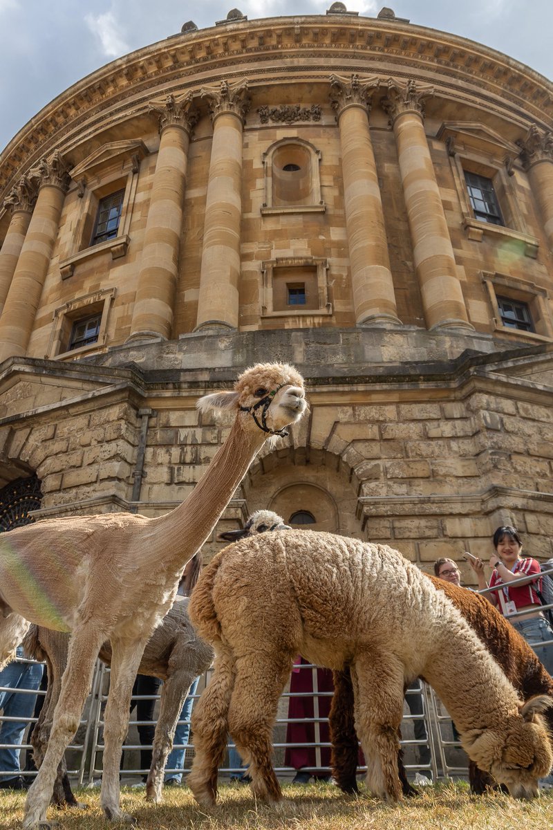 Alpacas at the Rad Cam photo commission for <a href="/bodleianlibs/">Bodleian Libraries</a> x <a href="/UniofOxford/">University of Oxford</a>