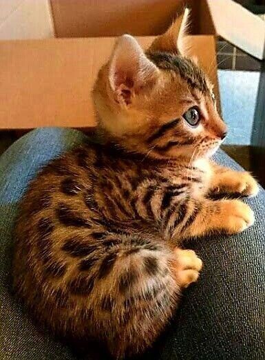 What a beautiful Bengal kitten...