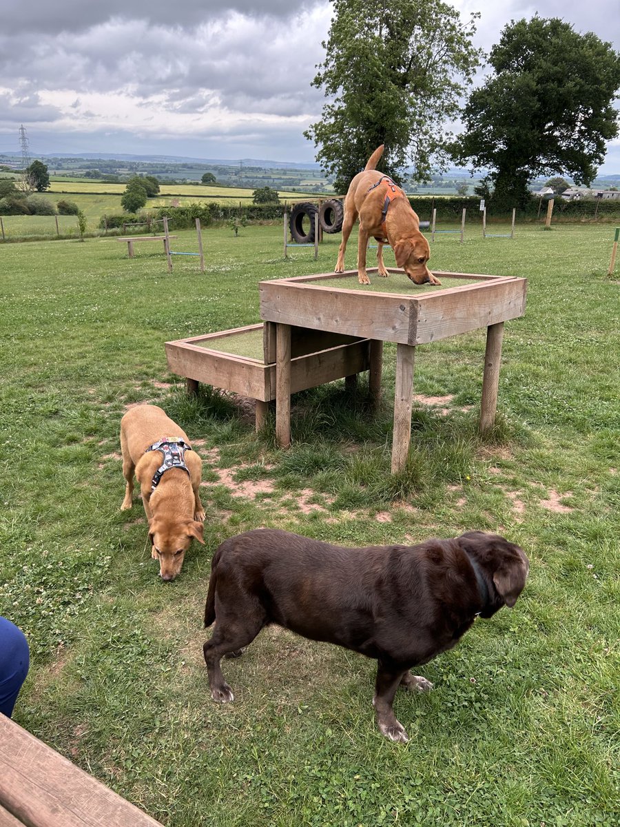 We are in our fav secure field &amp; this is a rare photo of all 3 of us. I love all the equipment but we all love ‘find the treat game’. Miss Ellie is too old to climb up &amp; Hudson won’t so it’s my job to check for treats above ground level. None get past me 🤣.  🐾🐾xx