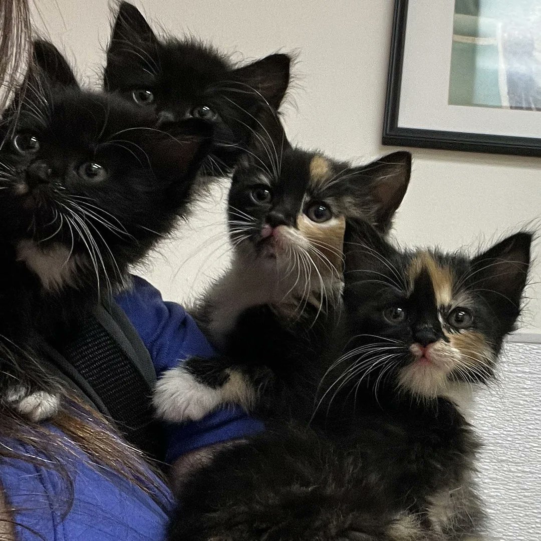 For #Caturday, a smol gang of criminals.

I’m sorry I have not been posting them more. Having the first fosters I’ve had since Harpo basically shit himself to death have diarrhea more or less continuously for over a month is breaking me. 
#CatsOfTwitter #CatsOfX #AdoptDontShop