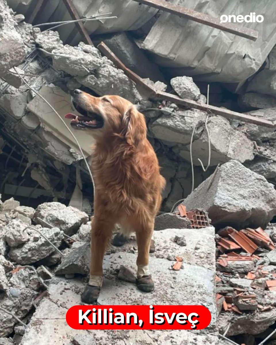 Kahramanmaraş depreminde 18 kişiyi enkaz altından çıkaran arama kurtarma köpeği Killian hayatını kaybetti.