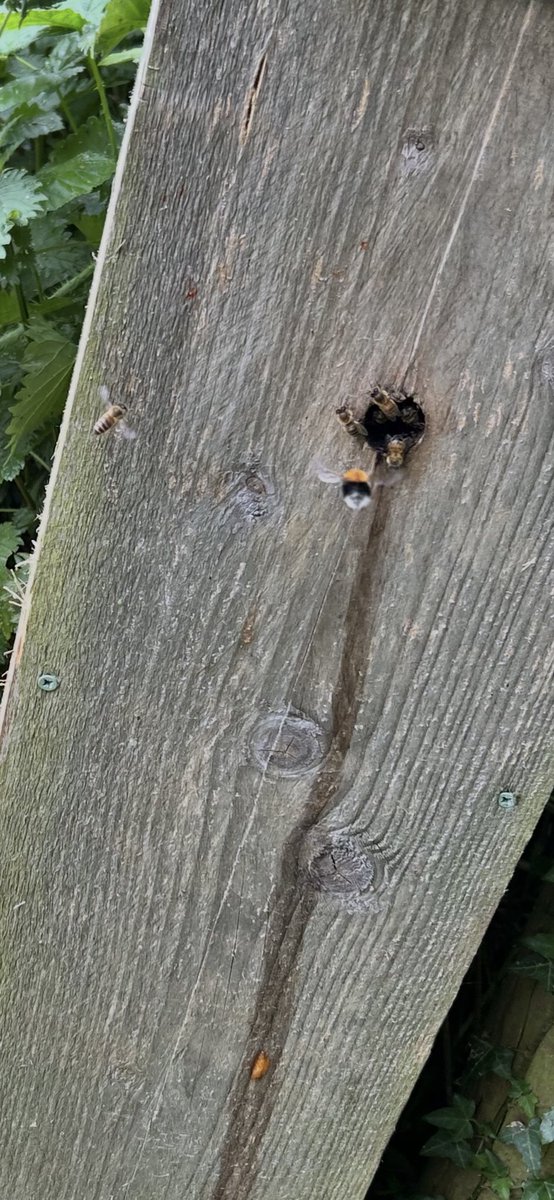 Kettering Wildlife corner tweet media