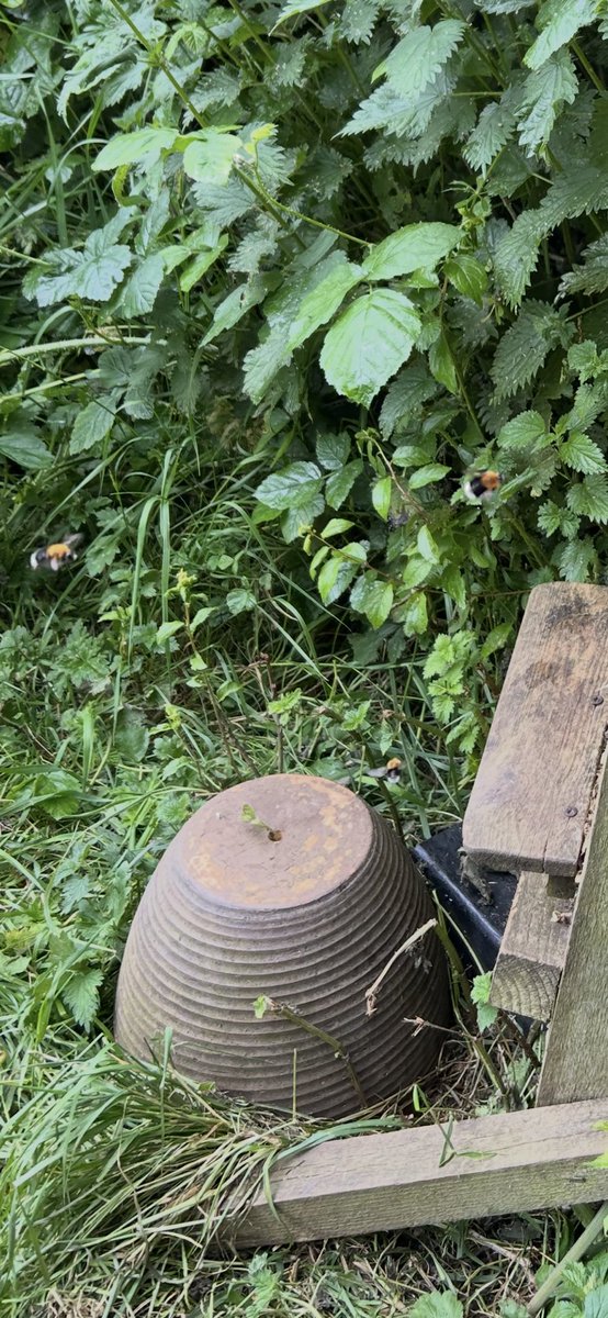 Kettering Wildlife corner tweet media