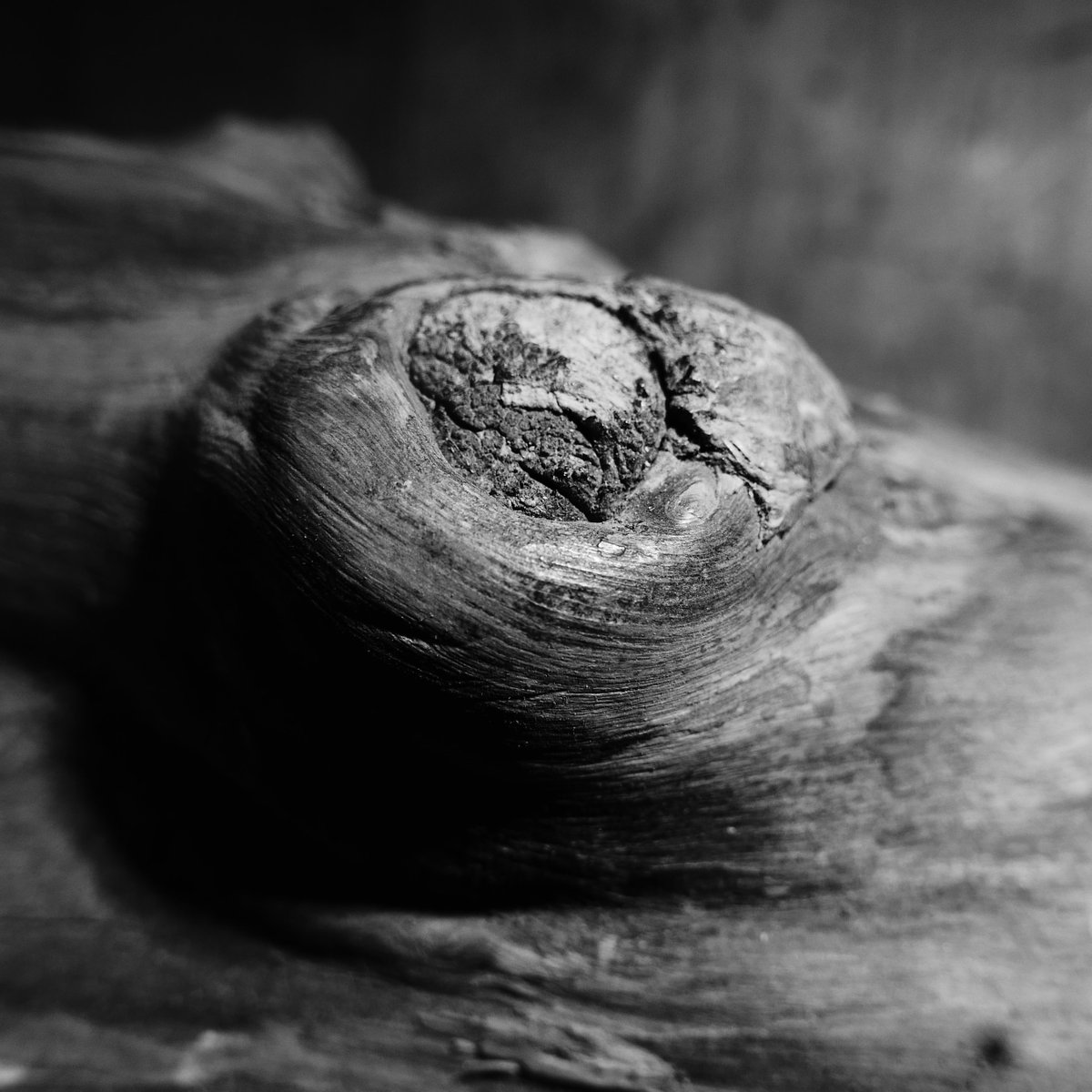 Olivewood

Harvested near Saló, Italy, 1988