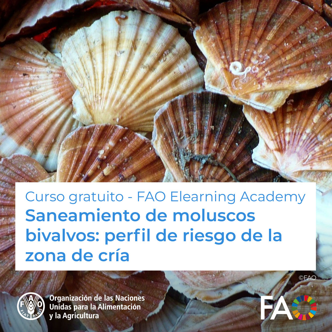 🎓 Curso gratuito de FAO Elearning Academy

Saneamiento de moluscos bivalvos: perfil de riesgo de la zona de cría 🦪

Descubre el marco de orientación técnica para el desarrollo de zonas de cría para programas de saneamiento de moluscos

Inscríbete ➡️  ow.ly/ic8g50R1fof