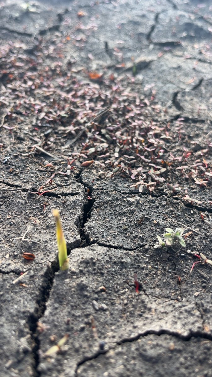 Jason Hanson (@rocknrollagrnmy) on Twitter photo Rocking some <a href="/WarAgainstWeeds/">WarAgainstWeedsPodcast</a> swag. Great resource to check out.
<a href="/NDSUWeeds/">Joe Ikley</a> <a href="/lancasarah/">Sarah Lancaster</a> <a href="/NDSUExtension/">NDSU Extension</a> <a href="/KStateWeedSci/">K-State Weed Science Extension</a> #CrushKochia Rocking some <a href="/WarAgainstWeeds/">WarAgainstWeedsPodcast</a> swag. Great resource to check out.
<a href="/NDSUWeeds/">Joe Ikley</a> <a href="/lancasarah/">Sarah Lancaster</a> <a href="/NDSUExtension/">NDSU Extension</a> <a href="/KStateWeedSci/">K-State Weed Science Extension</a> #CrushKochia