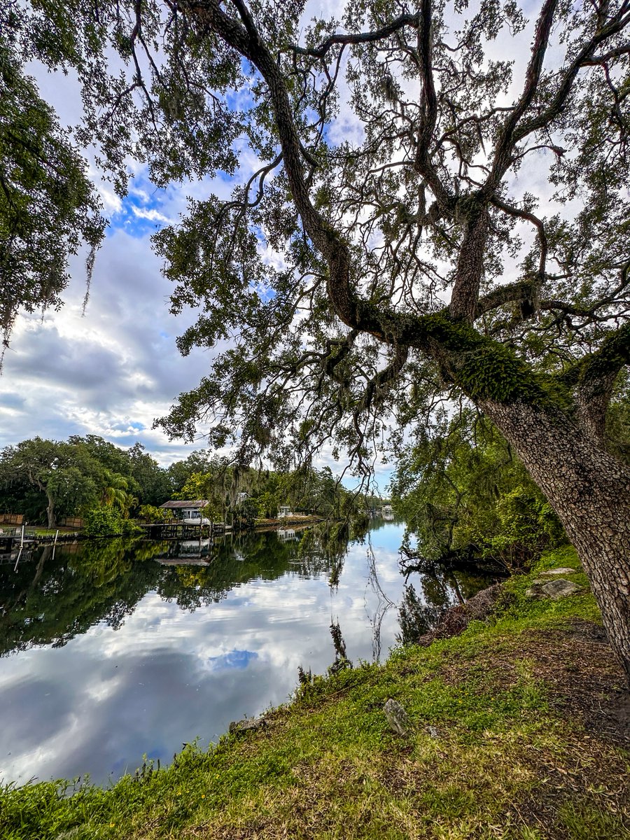 Located within Tampa city limits, Purity Springs Park is a riverfront haven for Florida wildlife. Check it out for some of the most beautiful views of our Hillsborough River and stunning historic trees.