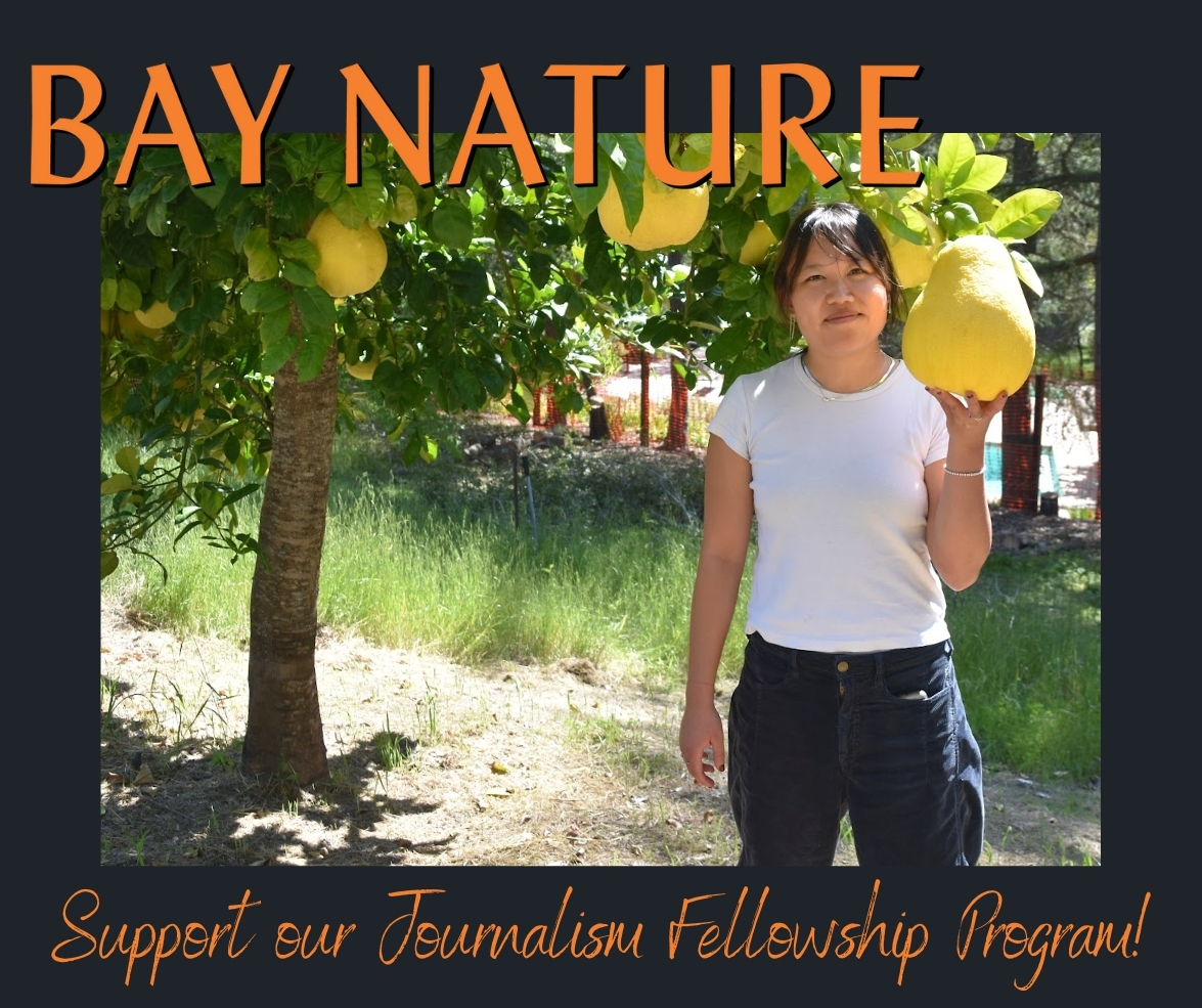 Last day to support our Journalism Fellowship Program! 🔶 Bay Nature is one of the few environmental publications in the US offering paid, full-time journalism fellowships. 🍋 Help us reach our $20K goal! 🔗  ow.ly/Yotb50VY7O9

📷 Andrew Cheng