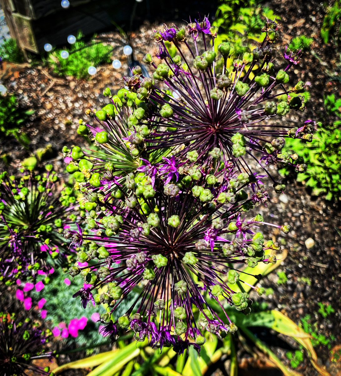 PrettyInInk6669's tweet photo. Just a little cutie flower from my girls day the other day https://t.co/X8BlVl2j1u