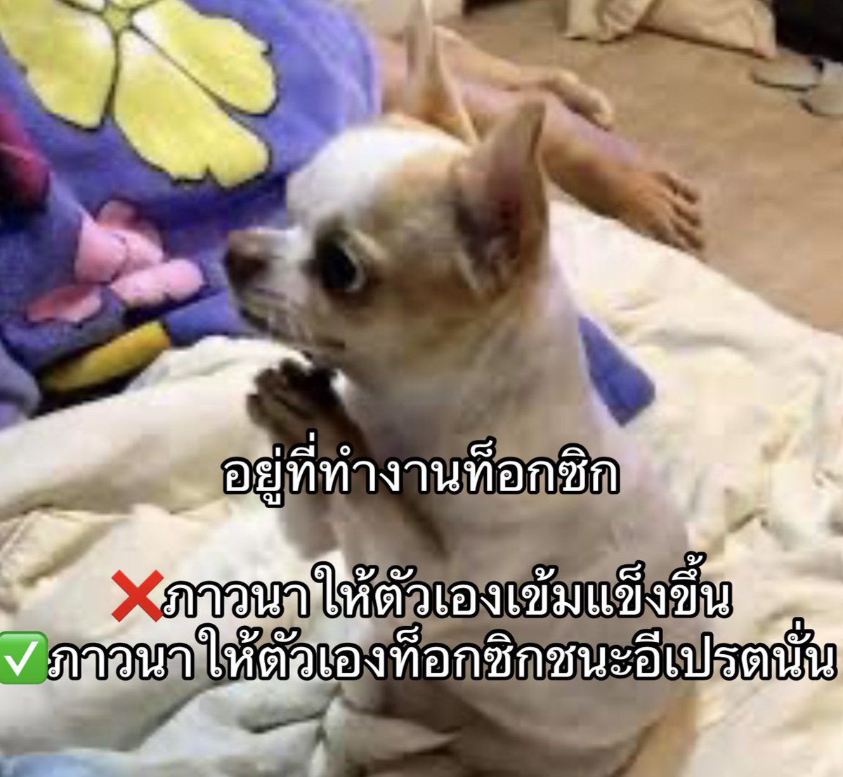 ใครสักคนกล่าวไว้ tweet media