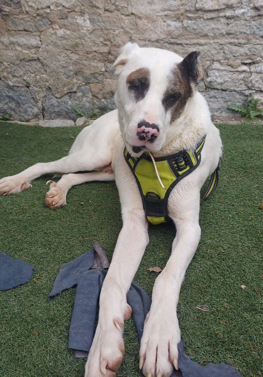 SOS Abuelos (@sosabuelos1) on Twitter photo #Guadalajara
Contacto: 649 99 81 47 WhatsApp o llamadas // 696 53 47 84 solo WhatsApp // patitasenmarcha.asoc@gmail.com
Rescatado de una perrera, #KLAUS, solo tiene 7 años.
Convive con otros perros y a los gatos no les hace mucho caso.
Necesita encontrar ya un hogar definitivo, #Guadalajara
Contacto: 649 99 81 47 WhatsApp o llamadas // 696 53 47 84 solo WhatsApp // patitasenmarcha.asoc@gmail.com
Rescatado de una perrera, #KLAUS, solo tiene 7 años.
Convive con otros perros y a los gatos no les hace mucho caso.
Necesita encontrar ya un hogar definitivo,