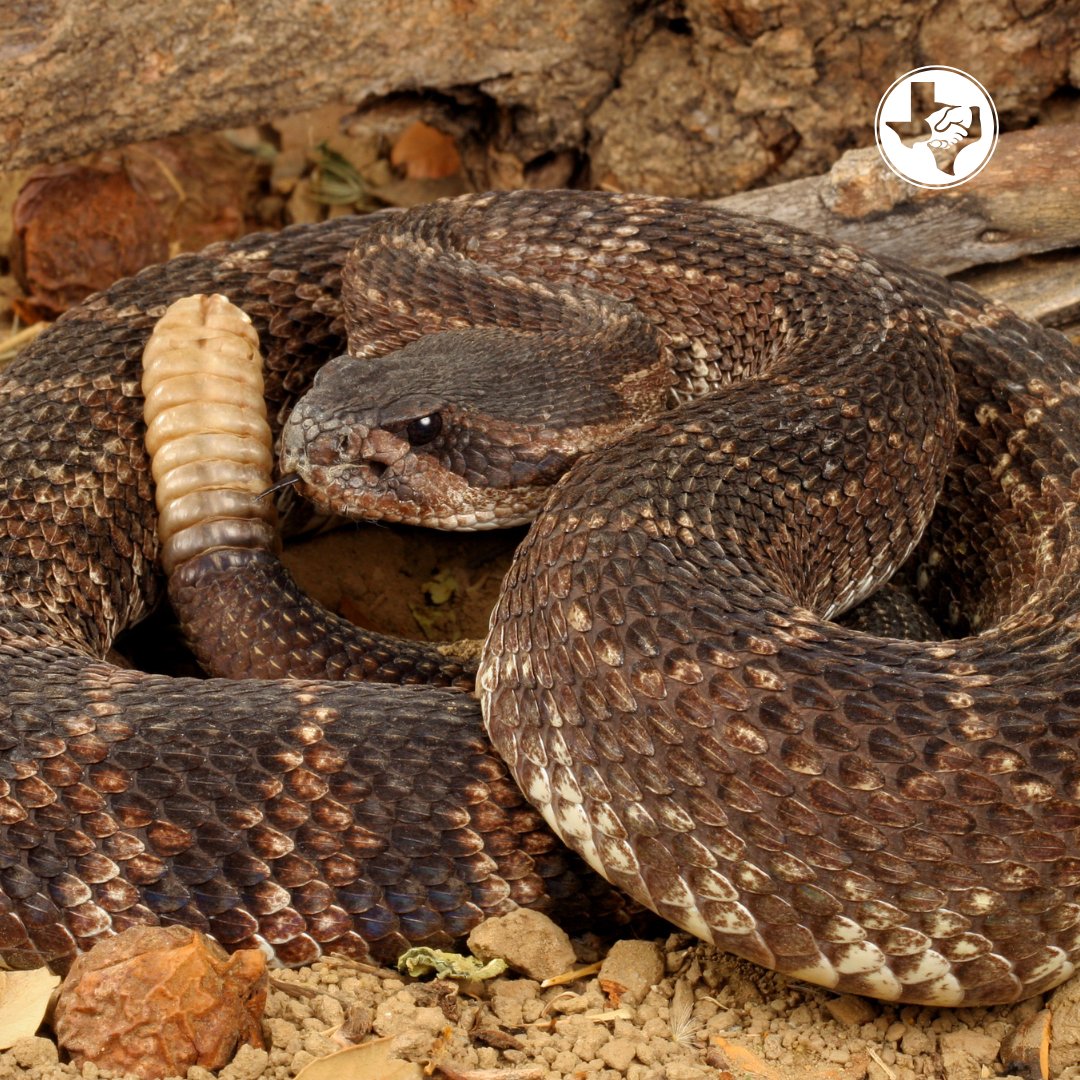 Texas is home to many snakes - some harmless, some not. 🐍 Learn which species to watch for and how to stay safe outdoors.

Read more: ow.ly/8jC750VJ8Oz

#TrustGermania
