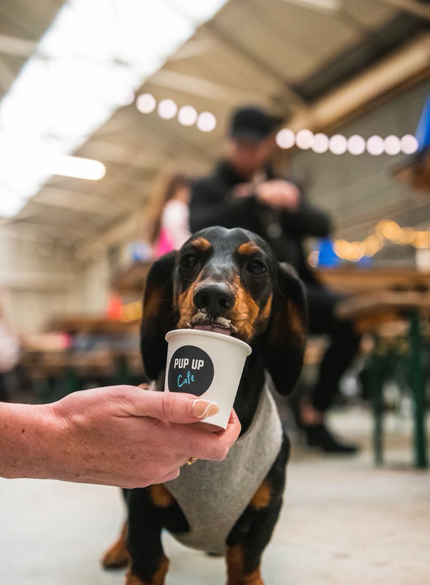 The Manc (@themancuk) on Twitter photo Manchester's popular pop-up cafe full of hundreds of sausage dogs is making a big return this bank holiday. πΆπ
You can still grab some last-minute tickets too... π
Find out more π buff.ly/POoA1Bh
<a href="/PupUpCafe/">Pup Up Cafe π</a> | #ad Manchester's popular pop-up cafe full of hundreds of sausage dogs is making a big return this bank holiday. πΆπ
You can still grab some last-minute tickets too... π
Find out more π buff.ly/POoA1Bh
<a href="/PupUpCafe/">Pup Up Cafe π</a> | #ad
