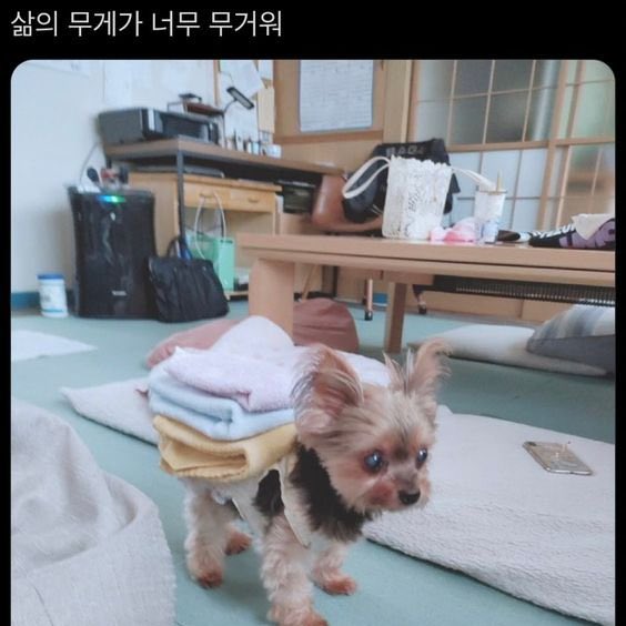 추키 (@real_becu) on Twitter photo 