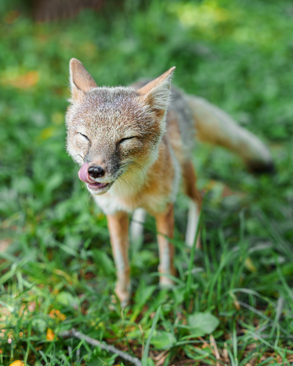Happy Birthday to our beloved swift fox, Carrie!

Let's raise a paw to Carrie and drop a heart below to celebrate her special day! 🧡