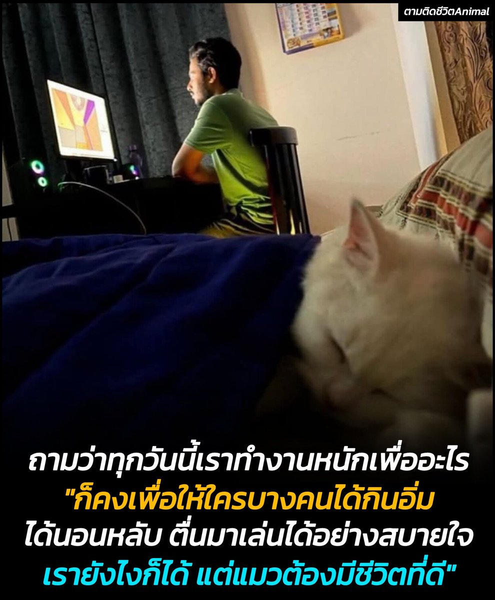 AnimalFW_TH's tweet image. สำหรับคนเป็นทาสแมว เมื่อใดที่เรารู้สึกเหนื่อย วันใดที่เรารู้สึกท้อ หันไปมองดูแมวที่หลับเหมือนกับไม่มีพรุ่งนี้ให้ตื่นอีกแล้ว ก็ทำให้เรารู้สึกฮึดมีไฟในการทำงานได้อีกครั้ง 🤣🤣🤣
เอาเจ้าตัวที่เป็นไฟในการทำงานมาอวดกันหน่อยฮะ 😹
อาณาจักรสัตว์โลก มีม&amp;amp;สาระ By ตามติดชีวิตAnimal 

#แมว…
