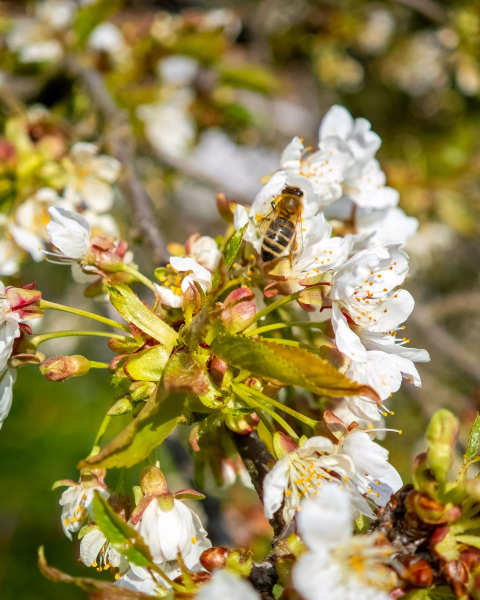 podbukovc's tweet image. When we slow down, we notice the truly hardworking ones. This bee doesn’t take days off — and neither does spring. 🐝🍒

#Podbukovc #ifeelsLOVEnia #SlowLiving