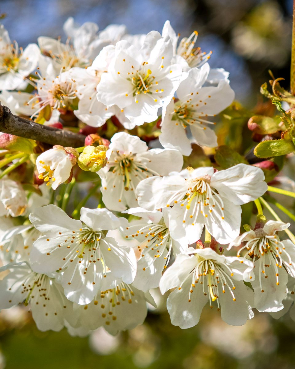 podbukovc's tweet image. When we slow down, we notice the truly hardworking ones. This bee doesn’t take days off — and neither does spring. 🐝🍒

#Podbukovc #ifeelsLOVEnia #SlowLiving