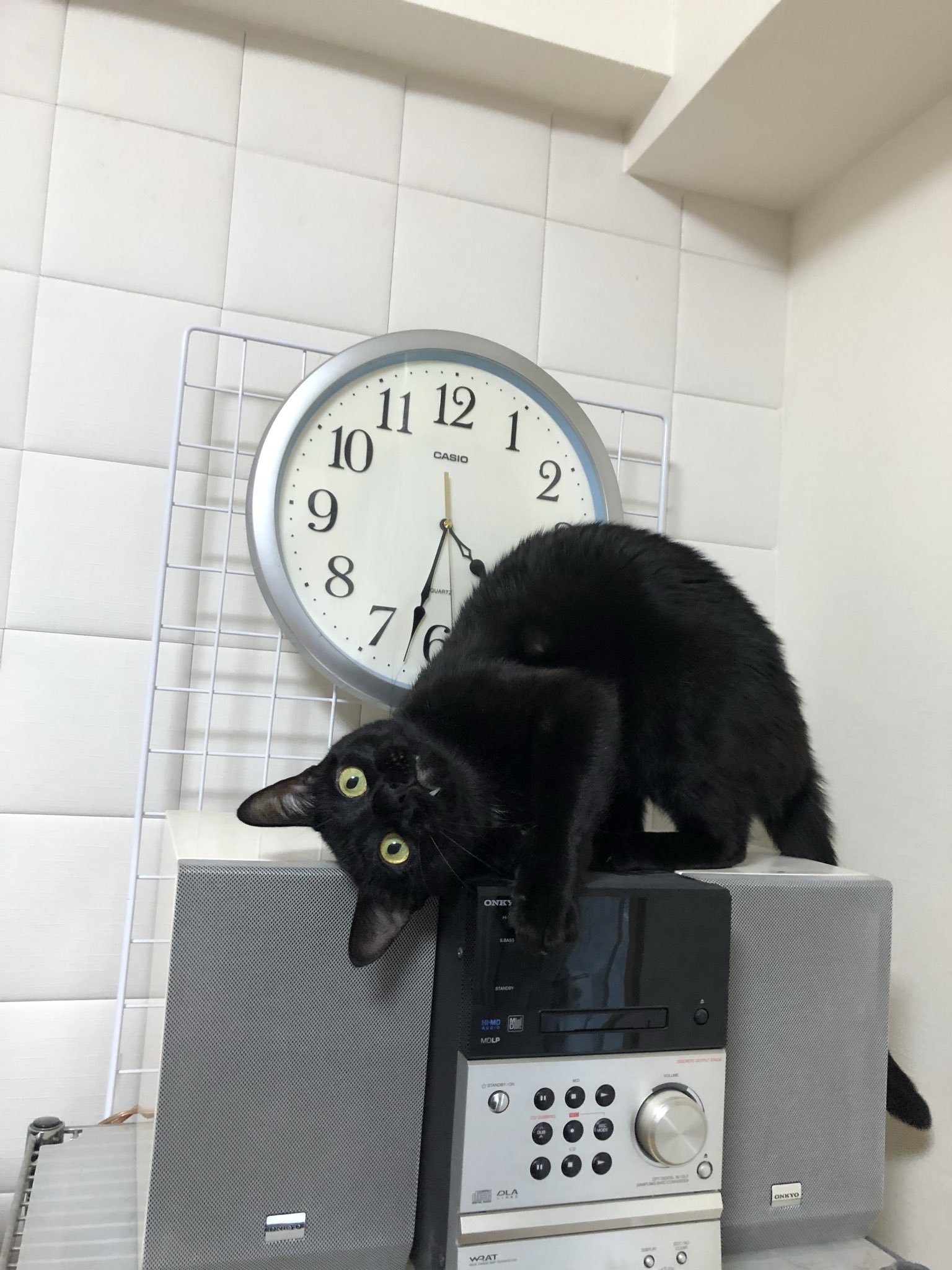 かずよん🐈‍⬛黒猫りゅう🔜S27🌟6/14.15にゃんだらけ大阪 on X