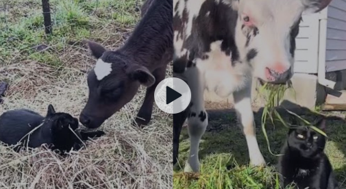 marillion13's tweet photo. Cat Falls In Love With Rescue Cow ๐ฅฐ
I hope the cows are #FriendsNotFood #PetsNotFood, I heard of sanctuary cats yet who were #BFF #BestFurriendsFurever with cows either.
๐ฝ๐ฝ๐ฝ๐๐๐๐ฎ๐ฎ๐ฎ
https://t.co/pNSbXYexgT
@PETAUK @PETANederland @peta @PETADeutschland https://t.co/XZuvbDQ3BE