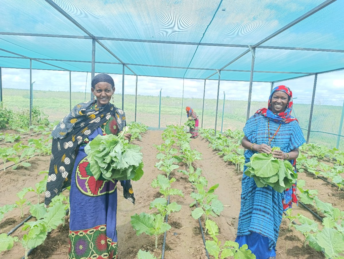 Once defined by drought and dust, the lands of Uran, Dadach Elele, Rawana, and Funnan Qumbi in Marsabit County now tell a different story—a story of flourishing plants, revitalized soil, and resilient communities.

Thanks to the Strengthening Humanitarian Recovery &amp; Resilience