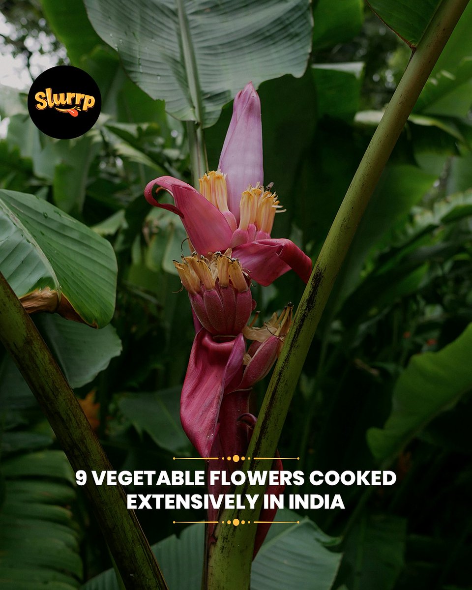 We ate edible flowers even before they were a trend. 😎 Flowers in Indian cuisine are a celebration of delicate flavours, vibrant colours, and distinct textures. From crunchy banana… dlvr.it/TKyZfM #Slurrpcommunity #Cookwithslurrp #edibleflowers #cooking #indianfood