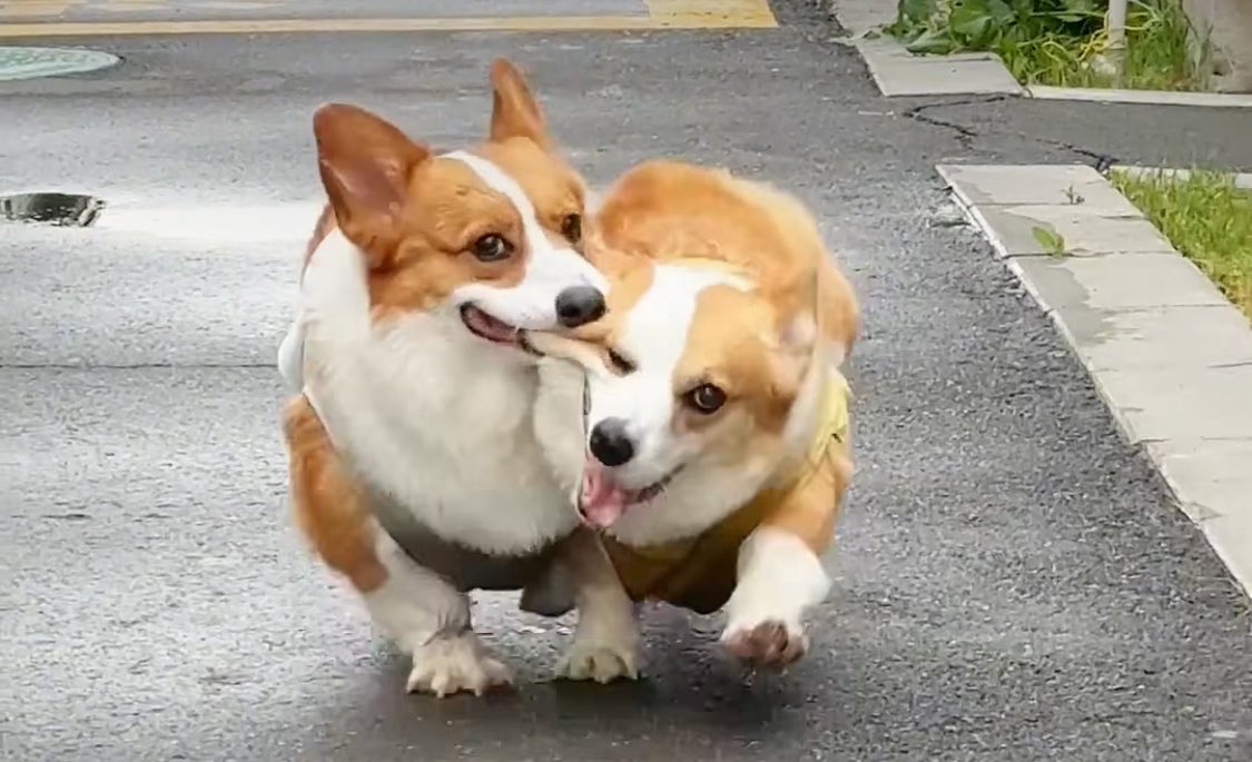 THE SUBSTANCE but its corgis