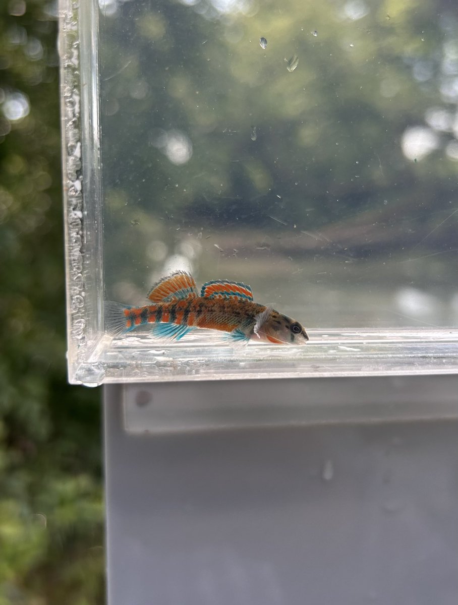 Black Fork Fourche La Fave River