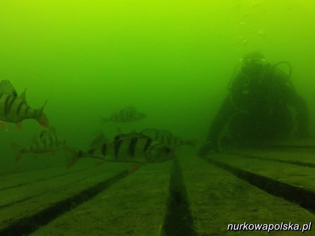 Green water in Ukiel Lake today. But we met nice perches at the 5 m depth on platform. And I have fantastic portrait in green with perches 🤿🤿🤿Pic Paweł Laskowski