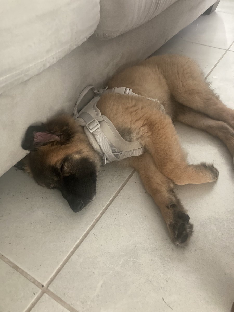 Courtesy of Cat tweet media