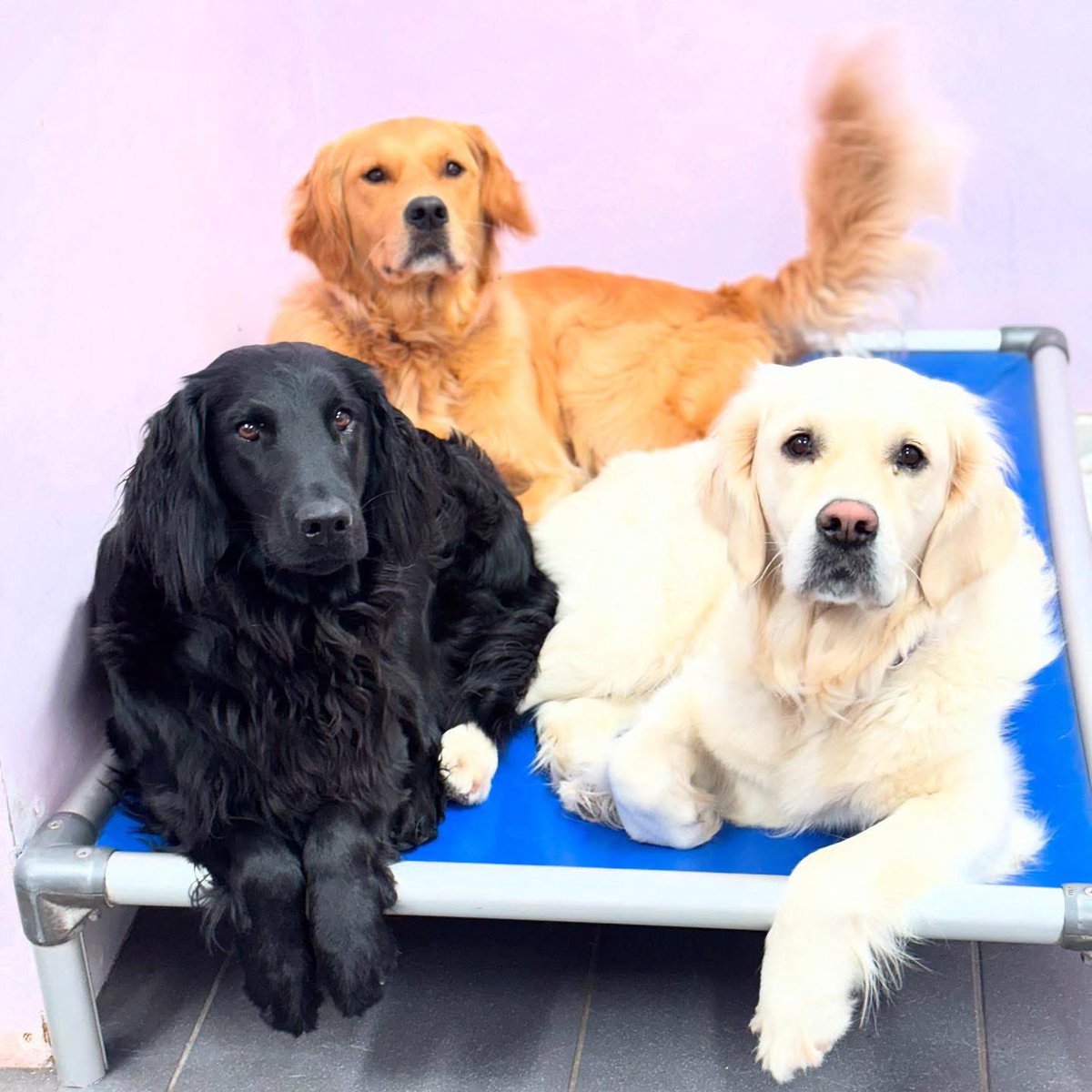 Each and every one of our assistance dogs in training has unique and individual talents and this is necessary for us to meet the growing needs of our partnerships. There is no perfect dog or person there are only perfect partnerships 💜💜💜