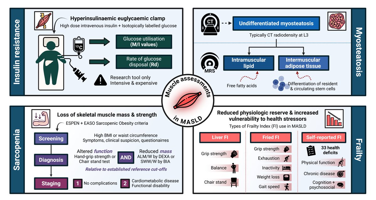 Tom Marjot (@tom_marjot) on Twitter photo 📢Great to write this <a href="/HepCommJournal/">Hepatology Communications</a> review with <a href="/Drfattyliver/">Matthew Armstrong 💙</a> & <a href="/JonathanStineMD/">Jonathan G. Stine, MD MSc, FACP</a>
💪We've covered everything you need to know about #Muscle & #MASLD
- Insulin resistance
- Sarcopenia
- Myosteatosis
- Impact of weight loss drugs
- Benefits of exercise
🔗shorturl.at/aFO1Q 📢Great to write this <a href="/HepCommJournal/">Hepatology Communications</a> review with <a href="/Drfattyliver/">Matthew Armstrong 💙</a> & <a href="/JonathanStineMD/">Jonathan G. Stine, MD MSc, FACP</a>
💪We've covered everything you need to know about #Muscle & #MASLD
- Insulin resistance
- Sarcopenia
- Myosteatosis
- Impact of weight loss drugs
- Benefits of exercise
🔗shorturl.at/aFO1Q