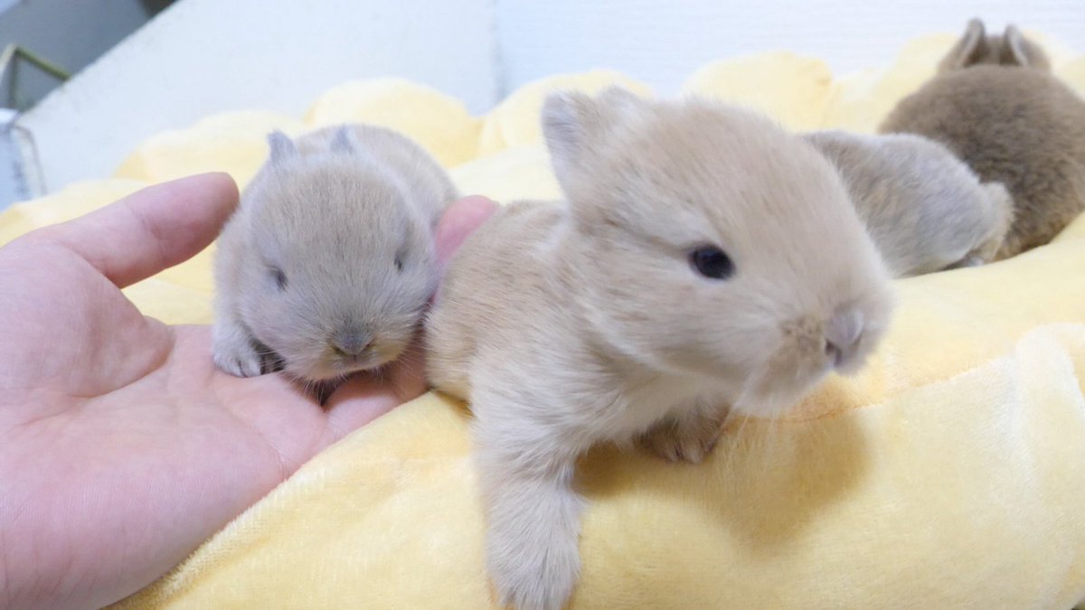 UsagimuraCh's tweet image. 目が開いたばかりで「人」に興味津々な四つ子赤ちゃん

youtu.be/Cw7d2i7X65Y