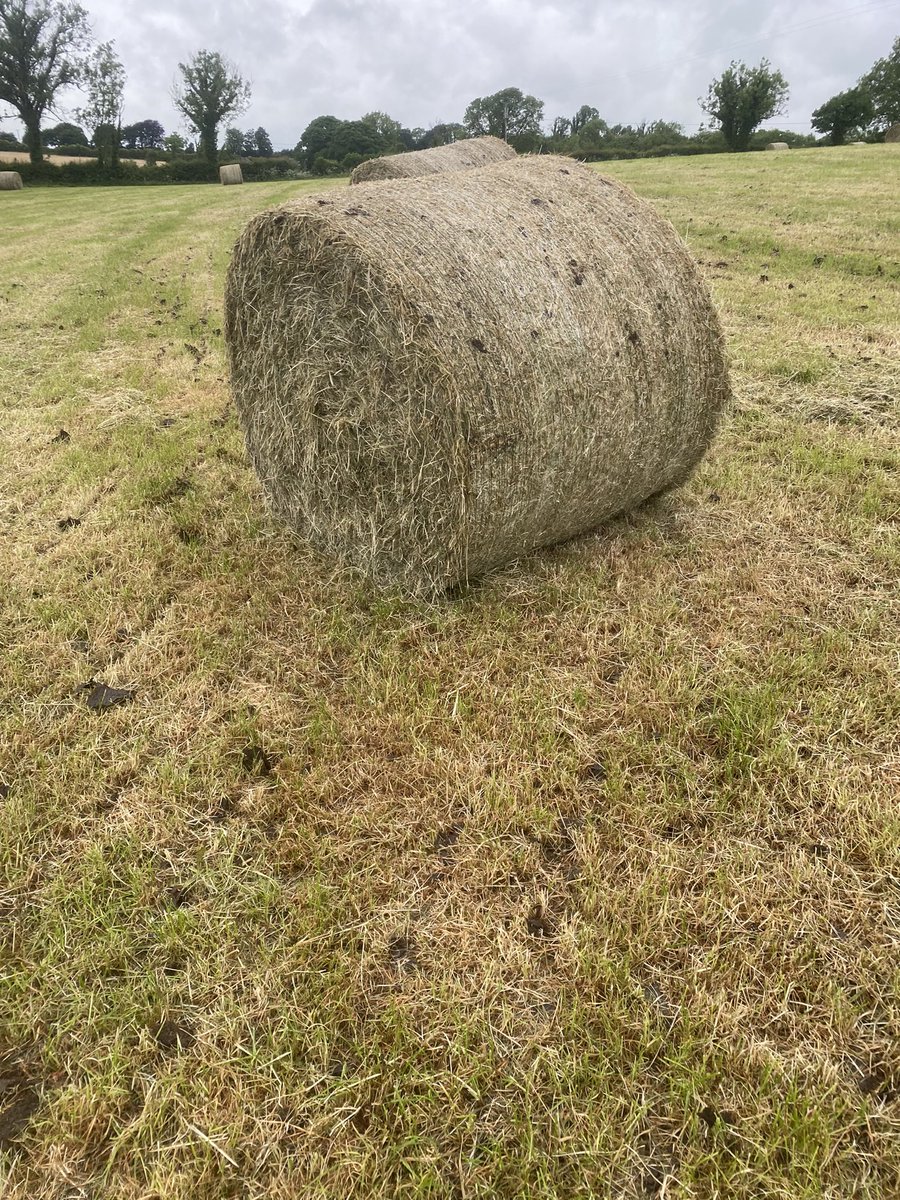 <a href="/Domhnall901/">Domhnall Waldron</a> Made hay in 2 paddocks because of this.
