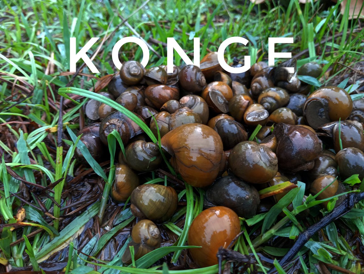goanewshub's tweet photo. It’s monsoon time! Goa’s monsoon isn’t complete without a Konge (snails) found in the drenched paddy fields. (Pic Navil Mahale)
#GoaMonsoon #Konge #GoanTradition #MonsoonVibes #GoaCuisine #RuralGoa https://t.co/kfqSC0Ocdn