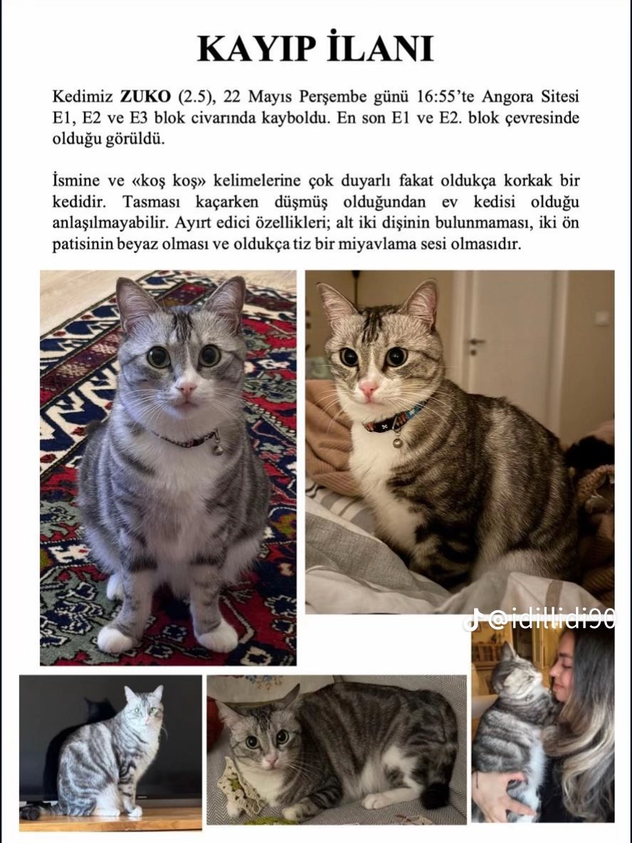 ANKARA‼️ Kayıp Kedi🥺 paylaşalım lütfen  hesap: @idillidi90 (tiktok hesabı)