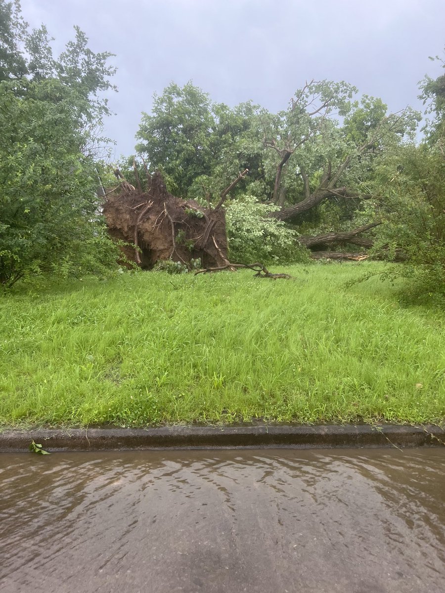 Some reports of large trees down in McAlester, including this one near 13th and Wichita.  <a href="/NewsOn6/">News On 6</a> <a href="/NWStulsa/">NWS Tulsa</a>