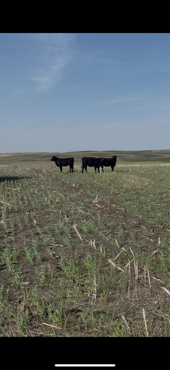 Miranda Meehan (@ndsu_ex_steward) on Twitter photo We got a week of grazing on our winter cereals this spring, which allowed us to delay turnout on pastures. Research from the previous two years found that just one week of spring grazing provided a 50% return on farmers investment in winter cereal cover crops. We got a week of grazing on our winter cereals this spring, which allowed us to delay turnout on pastures. Research from the previous two years found that just one week of spring grazing provided a 50% return on farmers investment in winter cereal cover crops.
