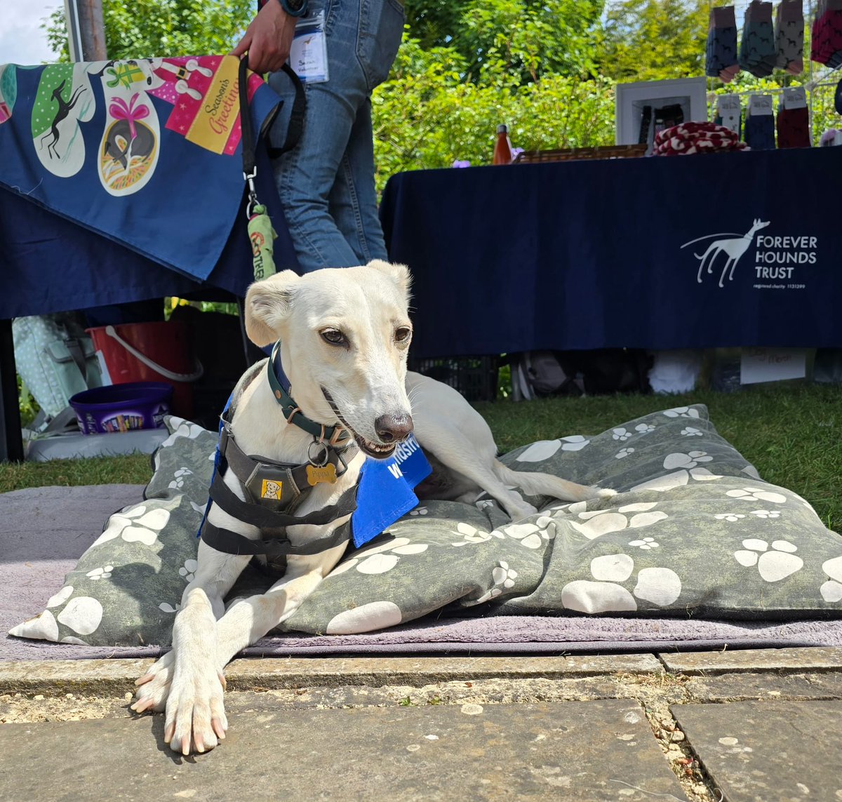 Forever Hounds Trust (@foreverhoundsuk) on Twitter photo We had a lovely day at Paws in the Pub!
THANK YOU to our fab volunteers, who raised £65.99 on the stall & to the show organiser Cath of Dogs Body Canine Massage Therapy (<a href="/DBCanineMassage/">DogsBodyK9Massage</a>), who raised an amazing £1354.81 from the event, ALL of which she very kindly donated to us! We had a lovely day at Paws in the Pub!
THANK YOU to our fab volunteers, who raised £65.99 on the stall & to the show organiser Cath of Dogs Body Canine Massage Therapy (<a href="/DBCanineMassage/">DogsBodyK9Massage</a>), who raised an amazing £1354.81 from the event, ALL of which she very kindly donated to us!