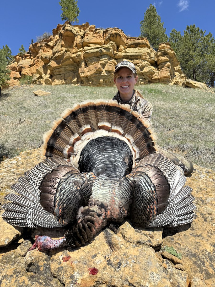 TrueTimber (@truetimber) on Twitter photo 🦃 Wrapping up another unforgettable turkey season with big birds and even bigger memories.
From Easterns to Merriam’s, Osceolas to Rios—TrueTimber camo helped hunters tag birds across the country.
What state did you bag your bird in this year? Drop it below!
#TrueTimber 🦃 Wrapping up another unforgettable turkey season with big birds and even bigger memories.
From Easterns to Merriam’s, Osceolas to Rios—TrueTimber camo helped hunters tag birds across the country.
What state did you bag your bird in this year? Drop it below!
#TrueTimber
