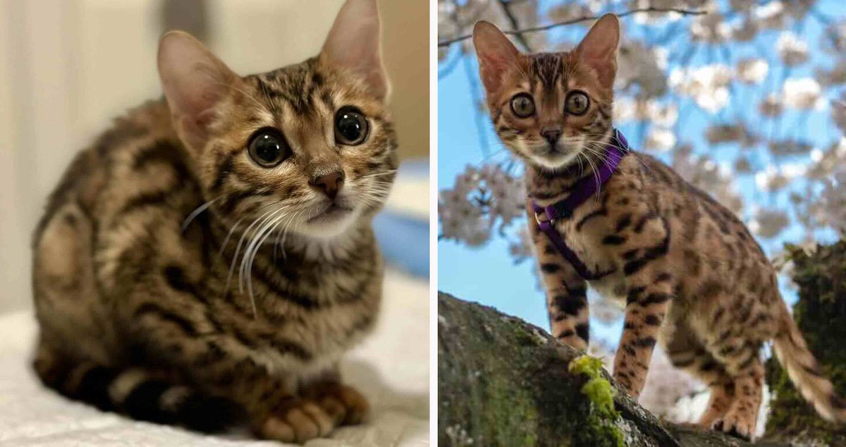 Street Survivor! Abandoned Bengal Defies Medical History with Help From His Foster Mom 

Meet Simba, the world's only surviving cat with hypoganglionosis. His incredible story of resilience, medical miracles, and unconditional love will touch your heart 

Check out his story here