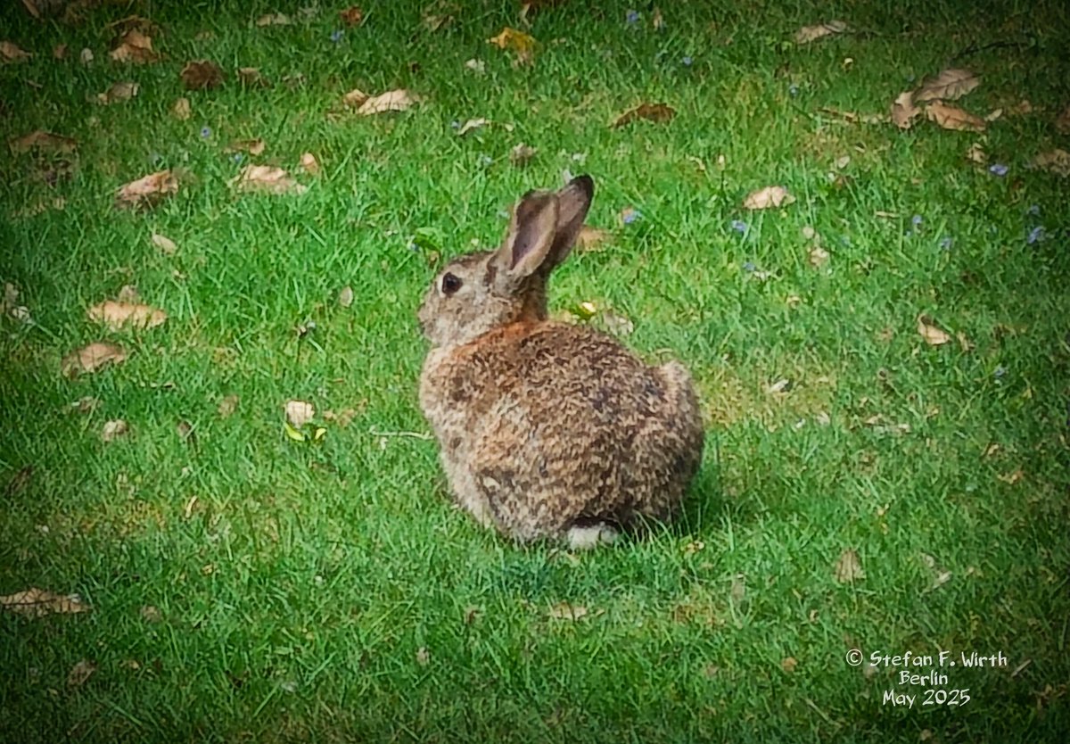 wirthstef's tweet photo. About the #Europeanrabbit #Oryctolagus #cuniculus, its #biology and its #parasite #Haemodipsus #ventricosus, and about its historical #biogeography on the #IberianPeninsula.

The European #rabbit was originally widespread in parts of the Iberian Peninsula and North Africa. Since ancient times, this species, which is the ancestral form of the domestic rabbit, has been introduced beyond its original range with human help, whether unintentionally or not. Today, however, O. cuniculus is one of the most dangerous #invasivespecies due to its #adaptability, as the species is now distributed almost worldwide and has even reached numerous remote islands. Invasive species can be considered dangerous, if they are able to adapt well to a variety of environmental conditions, reproduce in large numbers, and thereby exert a negative influence on native animal populations. European rabbits are widespread in #Berlin and are mostly found in parks or other open green spaces. 

Rabbits are herbivores and feed primarily on grasses and herbs. They are a highly sociable species that inhabit communal burrows that can be up to three meters deep and extend several meters. Communication can occur through vocalizations and #drumming with their feet on the ground, especially when danger threatens. The species is #crepuscular, but can sometimes be observed during the day in Berlin.

The female sexual cycle varies from individual to individual. #Mating season in Central Europe is from spring to summer, although a female can produce five or more #litters per year. This ensures abundant #offspring, which is one of the reasons for the European rabbit's success as a neozoan.

European rabbits can be hosts to various infectious diseases, for example, #myxomatosis, which is caused by the Myxoma virus, being originally associated with the common tapeti Sylvilagus brasiliensis, but which today is often found in European rabbits and can cause considerable damage in local populations.

The #rabbitlouse #Haemodipsus #ventricosus (Polyplacidae, #Anoplura) is specific to the European rabbit and its domesticated form. This species is widespread worldwide in European rabbits, but is less common in domestic rabbits. However, under poor housing conditions, it can lead to more serious eczema and skin necrosis in the domesticated form.

The authors F. Díaz-Ruiz et al. (2022) investigated the historical distribution history of the two #subspecies of the European rabbit found on the Iberian Peninsula: Oryctolagus cuniculus #algirus (#Oca) and Oryctolagus cuniculus cuniculus (#Occ). To this end, the researchers used existing data on the occurrence of populations on the Iberian Peninsula, as well as nuclear and mitochondrial DNA sequences, for their rabbit subspecies distribution #modeling. This allowed the authors to reconstruct the origins of the two subspecies after the retreat of the glaciers of the last ice age. The researchers see their study as a potential basis for making conservation measures on the Iberian Peninsula more effective in the future, as the precise historical and current distribution of the subspecies is important because the subspecies differ #biologically and #ecologically from one another and should therefore benefit from appropriate #conservation methods.

I would also like to add that it may seem paradoxical that a species that is often perceived as a pest worldwide is #endangered in its #nativerange. Yet the International Union for Conservation of Nature and Natural Resources has designated it as endangered there, as these populations have been reported as declining in recent decades.

© #StefanFWirth, Berlin, May 2025

Reference:

 F. Díaz-Ruiz et al. (2022): Unravelling the historical biogeography of the European rabbit subspecies in the Iberian Peninsula, Mammal Review, Volume 53, Issue 1 p. 1-14., doi: https://t.co/DBS85AWhYx…

#Photos
Variations of a European rabbit on a cemetery in Berlin district Wedding, May 2025, © S.F. Wirth