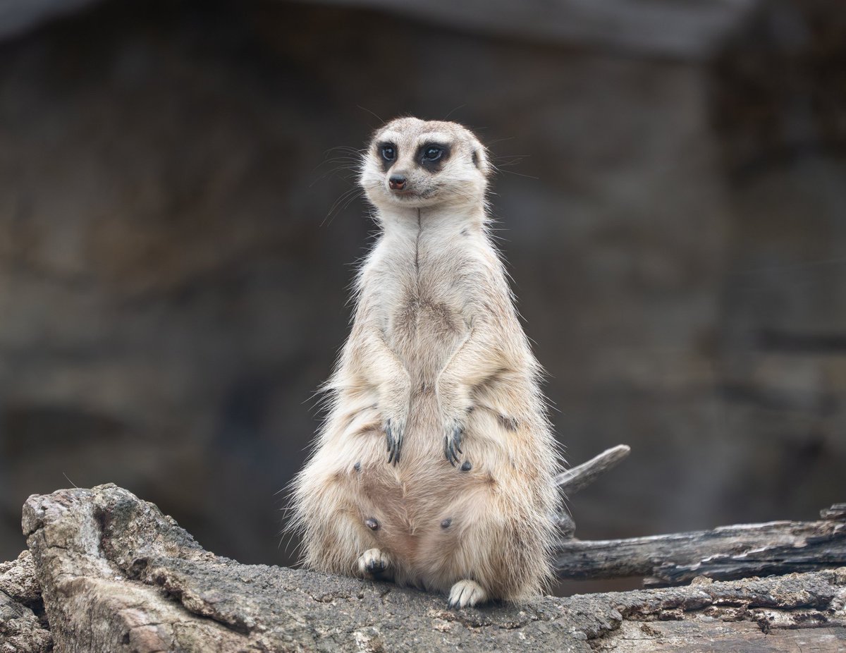 带新镜头去摄摄