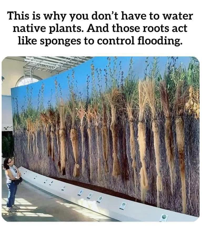 Unify's tweet image. Let it grow! 🌱

#NativePlants #Plants #LetItGrow #Life #Nature #UNIFY