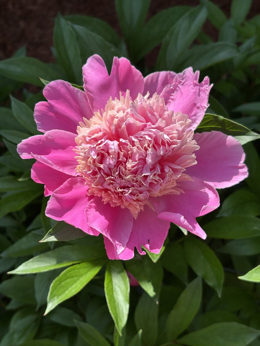 SgtTibbles's tweet photo. The Sweet William was worth the wait. #ZoneSix https://t.co/NtSU4TLHhl