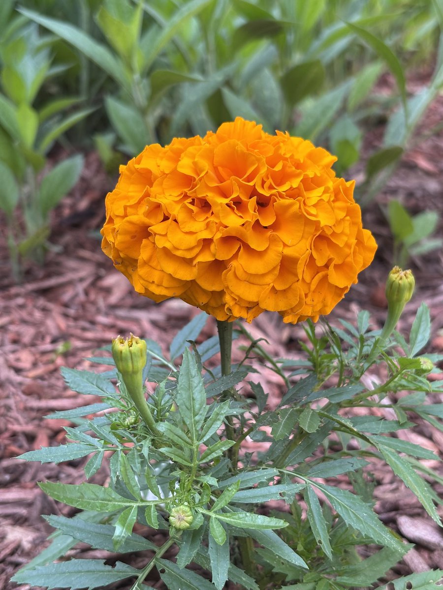 SgtTibbles's tweet photo. The Sweet William was worth the wait. #ZoneSix https://t.co/NtSU4TLHhl