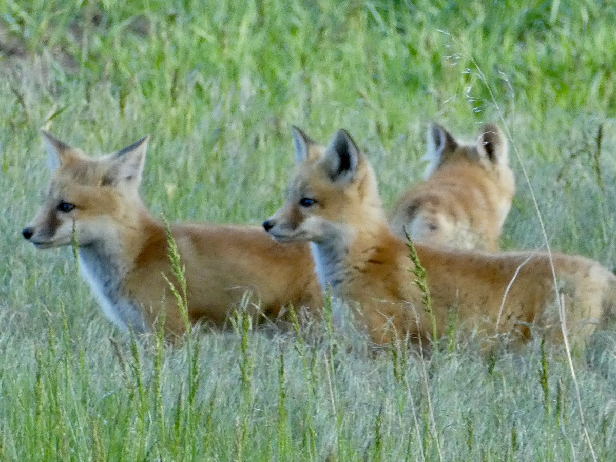 sallymauk's tweet image. The matriarch gave me a good pose tonight while her kits played nearby. What a beauty.
#foxfamily