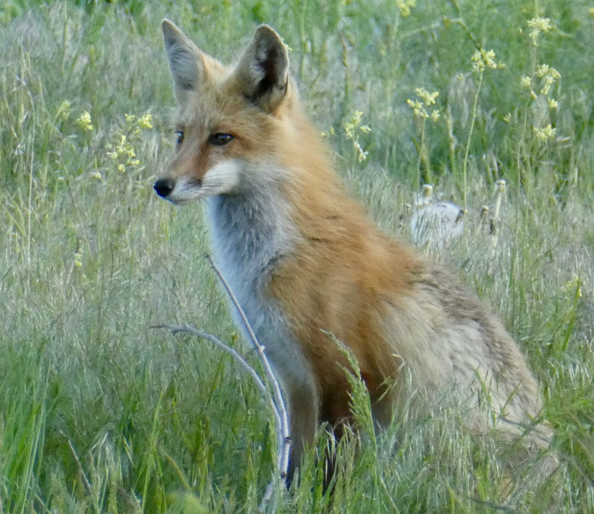 sallymauk's tweet image. The matriarch gave me a good pose tonight while her kits played nearby. What a beauty.
#foxfamily