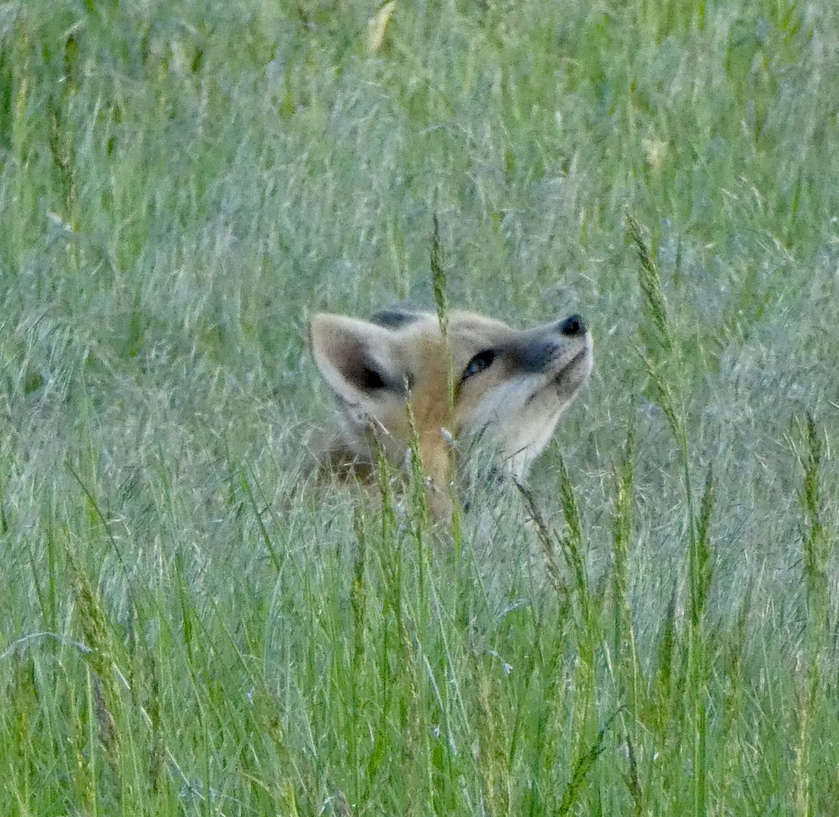 sallymauk's tweet image. The matriarch gave me a good pose tonight while her kits played nearby. What a beauty.
#foxfamily